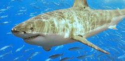 Great White Shark Photo by Terry Goss